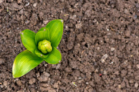 Sprouted spring flowers daffodils in early spring garden - selective focus, copy spaceの写真素材