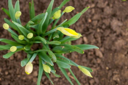 Sprouted spring flowers daffodils in early spring garden - selective focus, copy spaceの写真素材