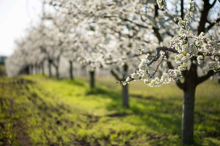 Rows of beautifully blossoming cherry trees on a green lawn - copy space