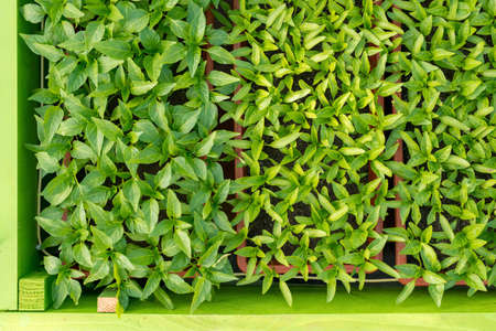 pepper seedlings growing in a greenhouse - selective focus, copy spaceの写真素材