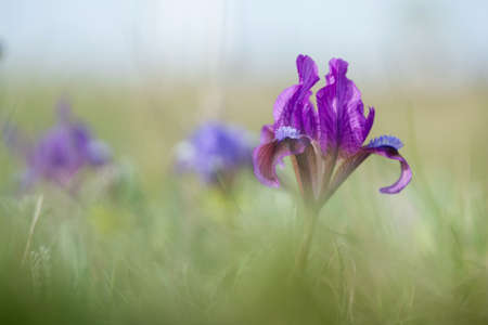 Wild Iris - selective focus, copy space