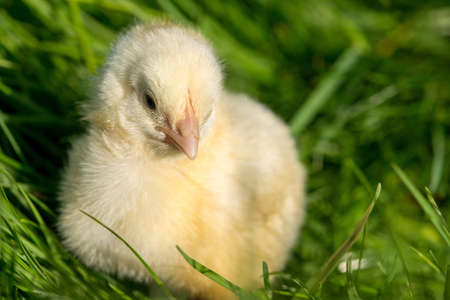 Newly-hatched chick on a green grass - selective focus, copy spaceの写真素材