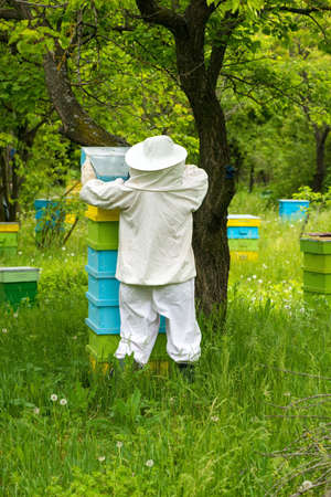 Beekeeper working on his beehives in the garden - copy space