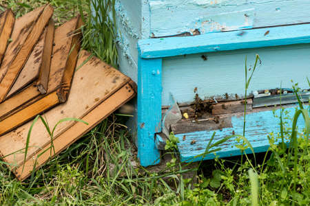 Honey bees swarming and flying around their beehive - selective focusの写真素材