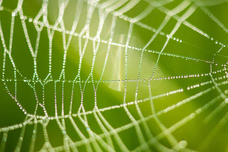 Cobwebs on the grass with dew drops - selective focus, copy space