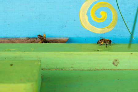 Honey bees swarming and flying around their beehive - selective focusの写真素材