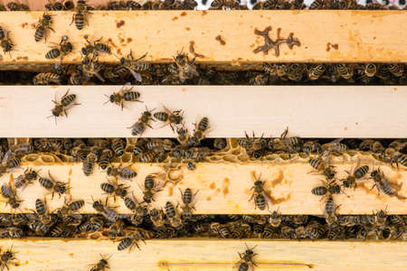closeup of bees on honeycomb in apiary - selective focus, copy spaceの写真素材
