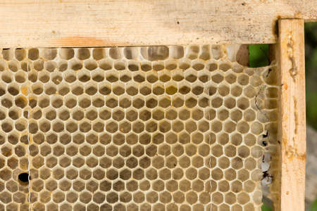 closeup of bees on honeycomb in apiary - selective focus, copy spaceの写真素材