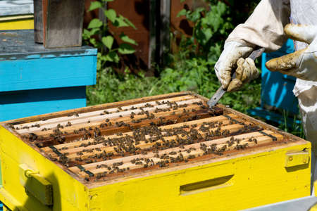 Beekeeper working on his beehives in the garden - copy space