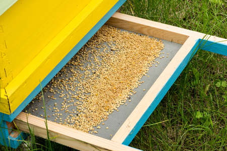 Bee pollen in the beehive - selective focus, copy space
