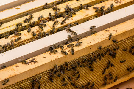 closeup of bees on honeycomb in apiary - selective focus, copy space