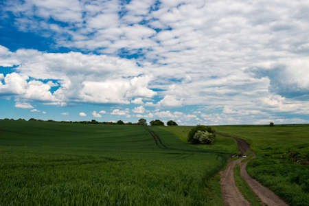 country road in a green field of wheat and spring sky - copy space
