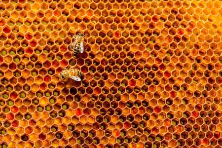 closeup of bees on honeycomb in apiary - selective focus, copy spaceの写真素材