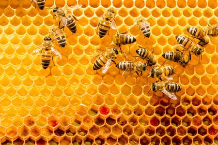 closeup of bees on honeycomb in apiary - selective focus, copy space
