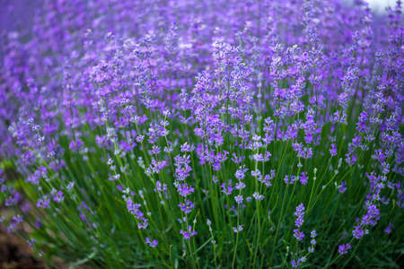 Meadow of lavender. Nature composition