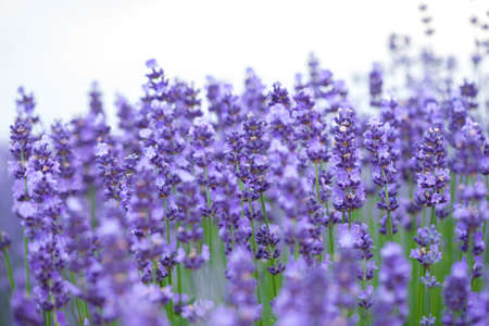 Meadow of lavender. Nature composition