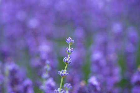 Meadow of lavender. Nature compositionの写真素材