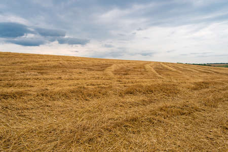 straw on harvested wheat field - copy spaceの写真素材