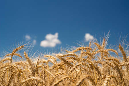 Wheat grain is used for wheat bread, beer some whiskeys some vodkas and animal fodder.