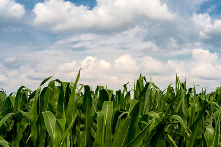 frame of corn plants against the blue summer sky - copy spaceの写真素材