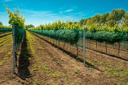 rows of vineyards - selective focus, copy spaceの写真素材