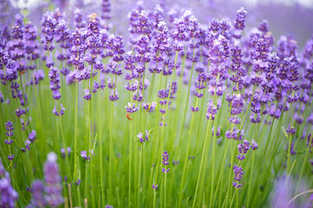 Meadow of lavender. Nature compositionの写真素材