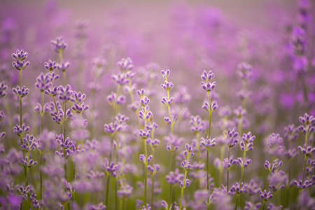 Meadow of lavender. Nature compositionの写真素材