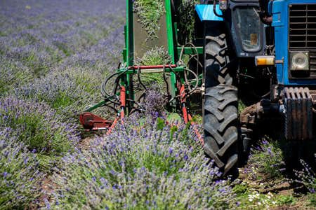 Tractor harvesting field of lavender - selective focus, copy spaceの写真素材