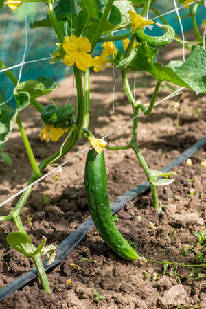 The growth and blooming of garden cucumbers - close upの写真素材