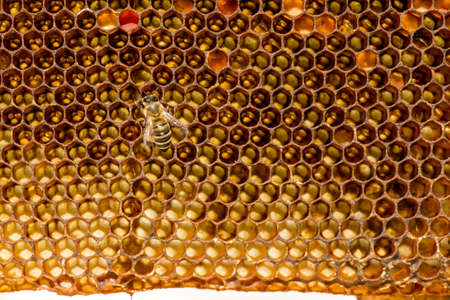 closeup of bees on honeycomb in apiary - selective focus, copy space