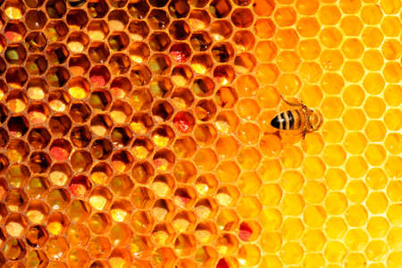 closeup of bees on honeycomb in apiary - selective focus, copy spaceの写真素材