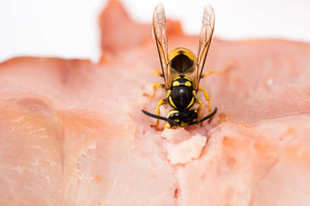 Close up of wasp hornet eating meat - selective focus, copy spaceの写真素材