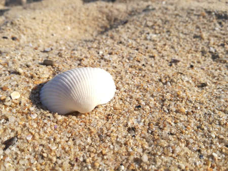 Close up of a shell on the beach - selective focus, copy spaceの写真素材