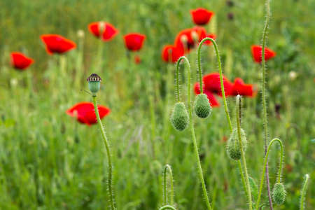 Wild poppies in a fieldの写真素材