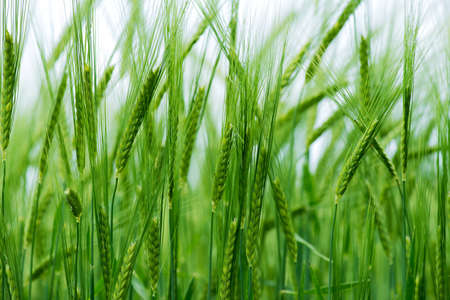 Barley grain is used for flour, barley bread, barley beer, some whiskeys, some vodkas, and animal...