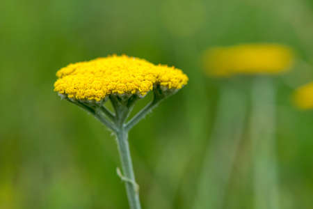 Yarrow Achillea Filipendulina Flower Detail - elective focus, copy spaceの写真素材