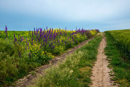 Country road between spring fields with crops - selective focus, copy spaceの写真素材