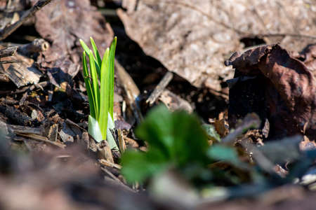 Sprouted spring flowers daffodils in early spring garden - selective focus, copy spaceの写真素材