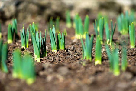 Sprouted spring flowers daffodils in early spring garden - selective focus, copy spaceの写真素材