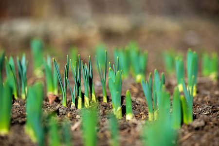 Sprouted spring flowers daffodils in early spring garden - selective focus, copy spaceの写真素材
