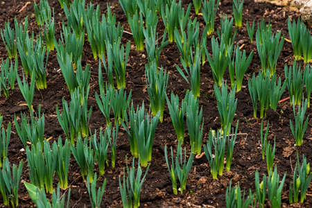 Sprouted spring flowers daffodils in early spring garden - selective focus, copy spaceの写真素材