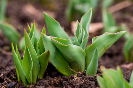 Sprouted spring flowers daffodils in early spring garden - selective focus, copy spaceの写真素材