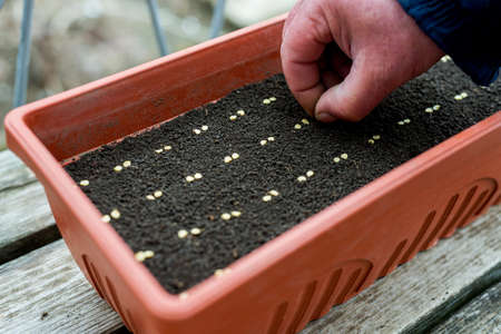 Farmer`s  hand  precisely planting seeds for pepper seedlings - selective focusの写真素材