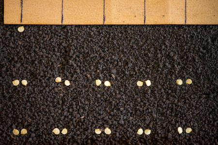 Precision planting seeds for seedlings of pepperの写真素材