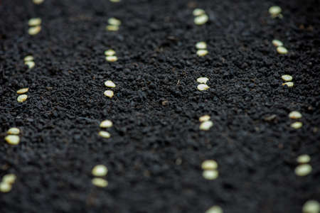 Precision planting seeds for seedlings of pepperの写真素材