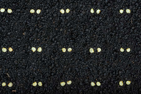 Precision planting seeds for seedlings of pepperの写真素材