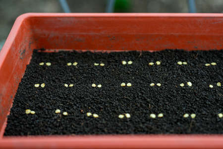 Precision planting seeds for seedlings of pepper