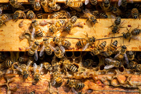 closeup of bees on honeycomb in apiary - selective focus, copy spaceの写真素材