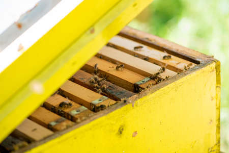 Hives in the apiary - selective focusの写真素材