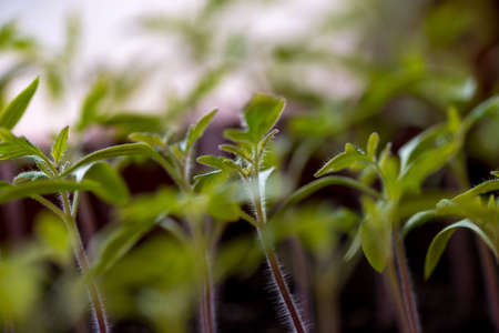 tomato seedlings growing in a greenhouse - selective focus, copy spaceの写真素材